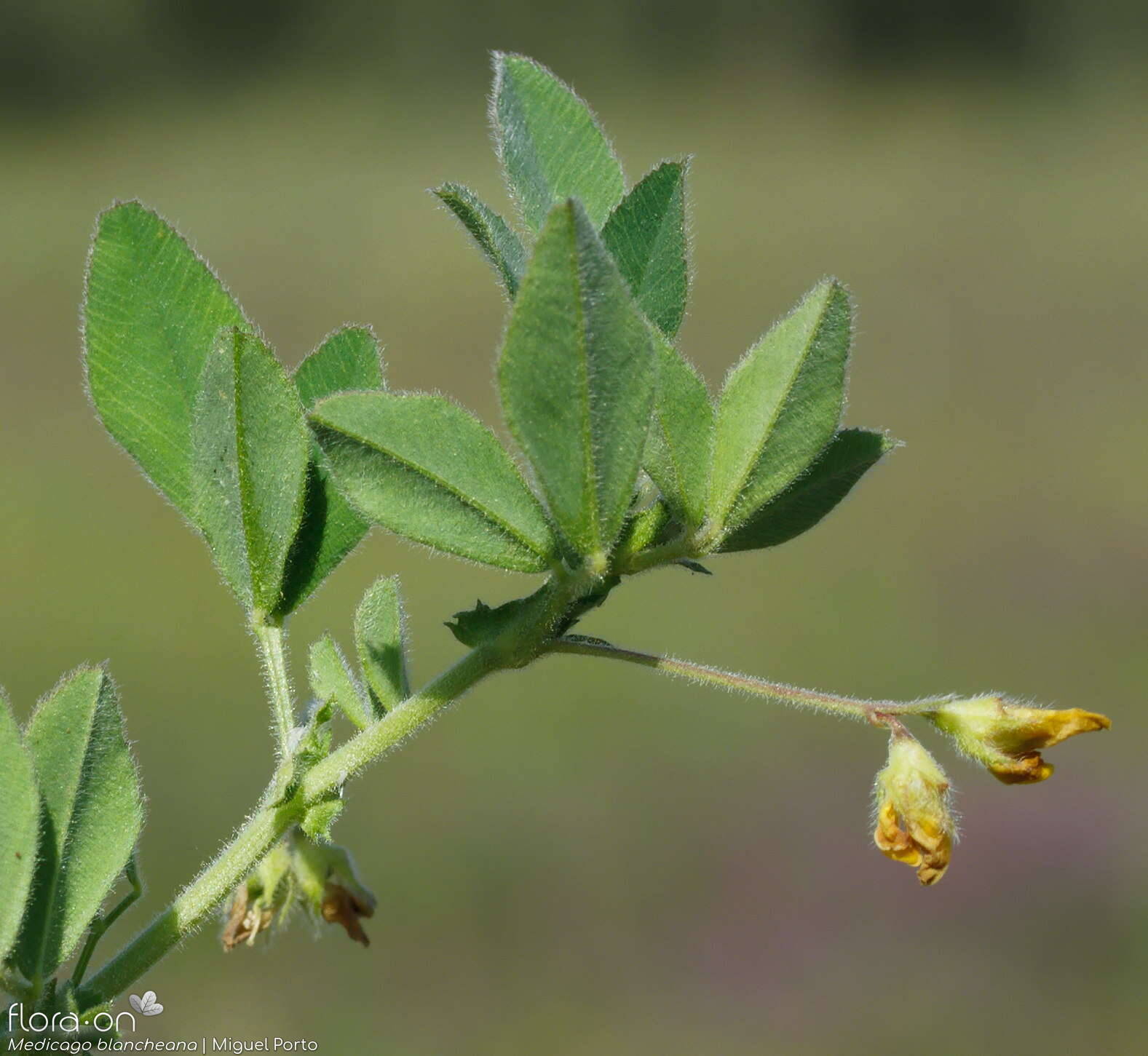 Medicago blancheana - Flor (geral) | Miguel Porto; CC BY-NC 4.0