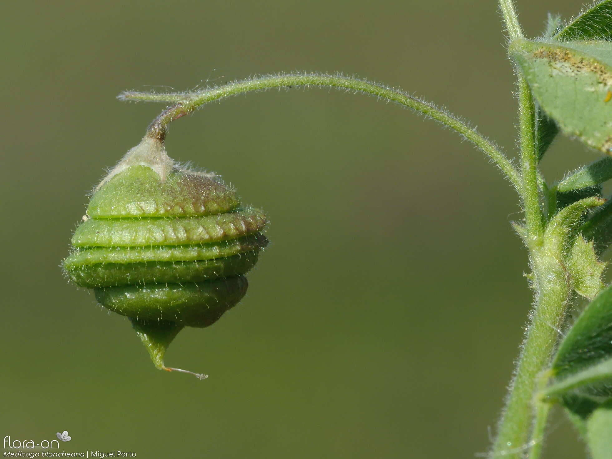 Medicago blancheana - Fruto | Miguel Porto; CC BY-NC 4.0