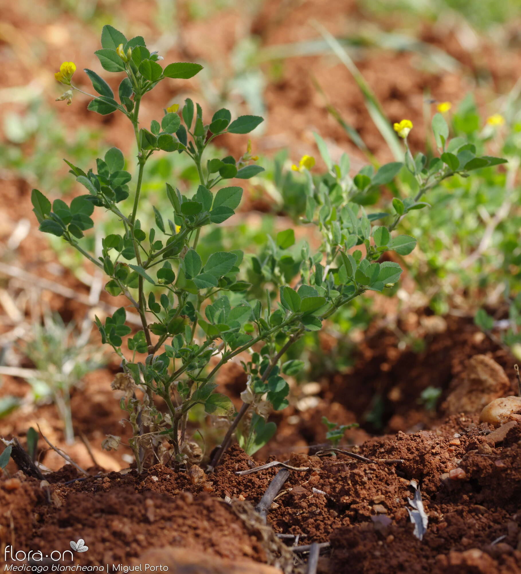 Medicago blancheana - Hábito | Miguel Porto; CC BY-NC 4.0