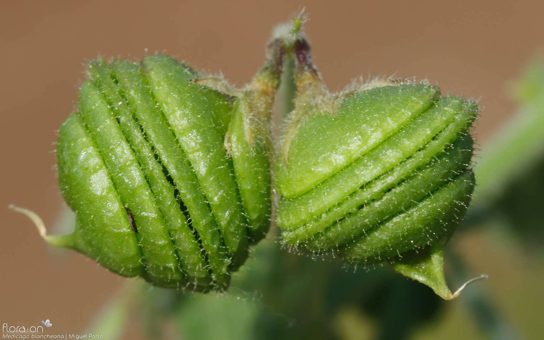 Medicago blancheana - Fruto | Miguel Porto; CC BY-NC 4.0