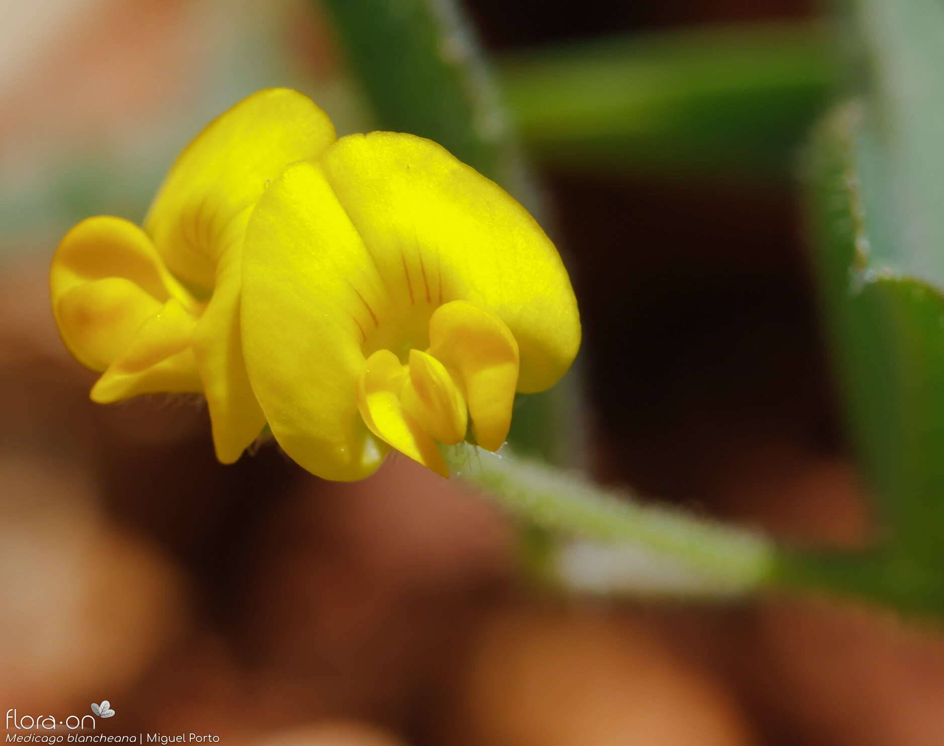 Medicago blancheana - Flor (close-up) | Miguel Porto; CC BY-NC 4.0