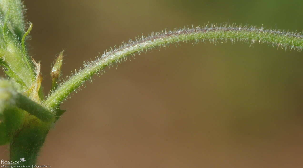 Medicago blancheana - Caule | Miguel Porto; CC BY-NC 4.0