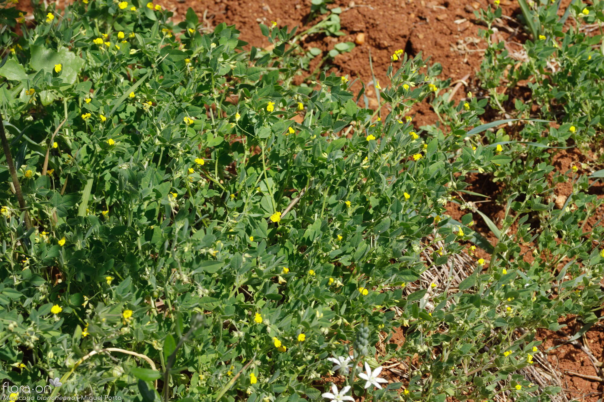 Medicago blancheana - Hábito | Miguel Porto; CC BY-NC 4.0