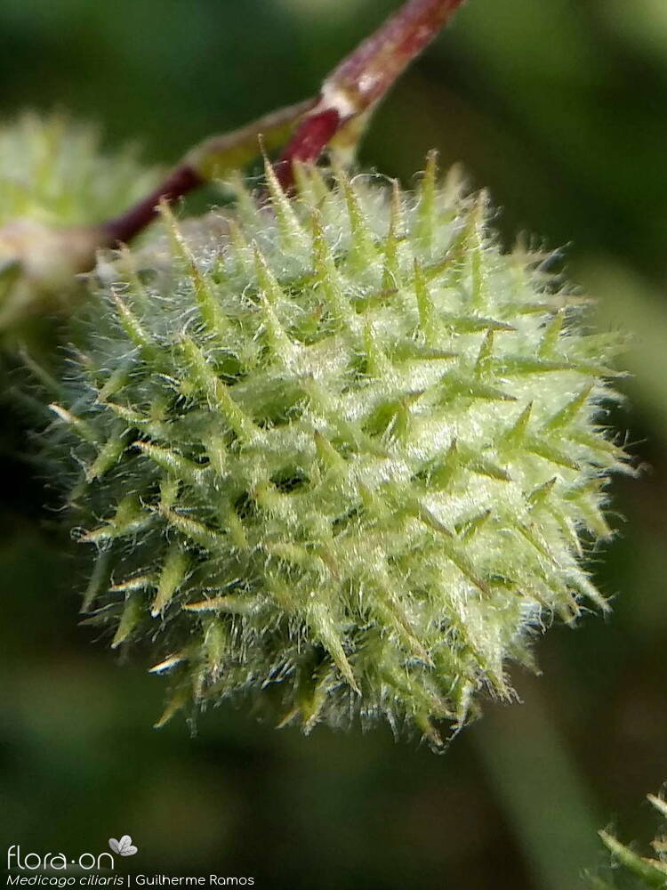 Medicago ciliaris