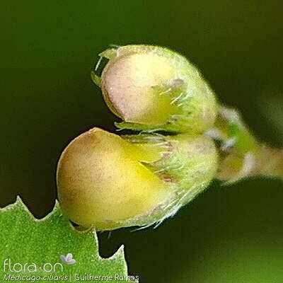Medicago ciliaris - Cálice | Guilherme Ramos; CC BY-NC 4.0