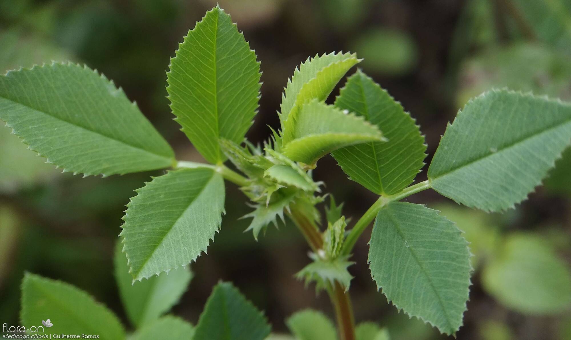 Medicago ciliaris - Folha | Guilherme Ramos; CC BY-NC 4.0