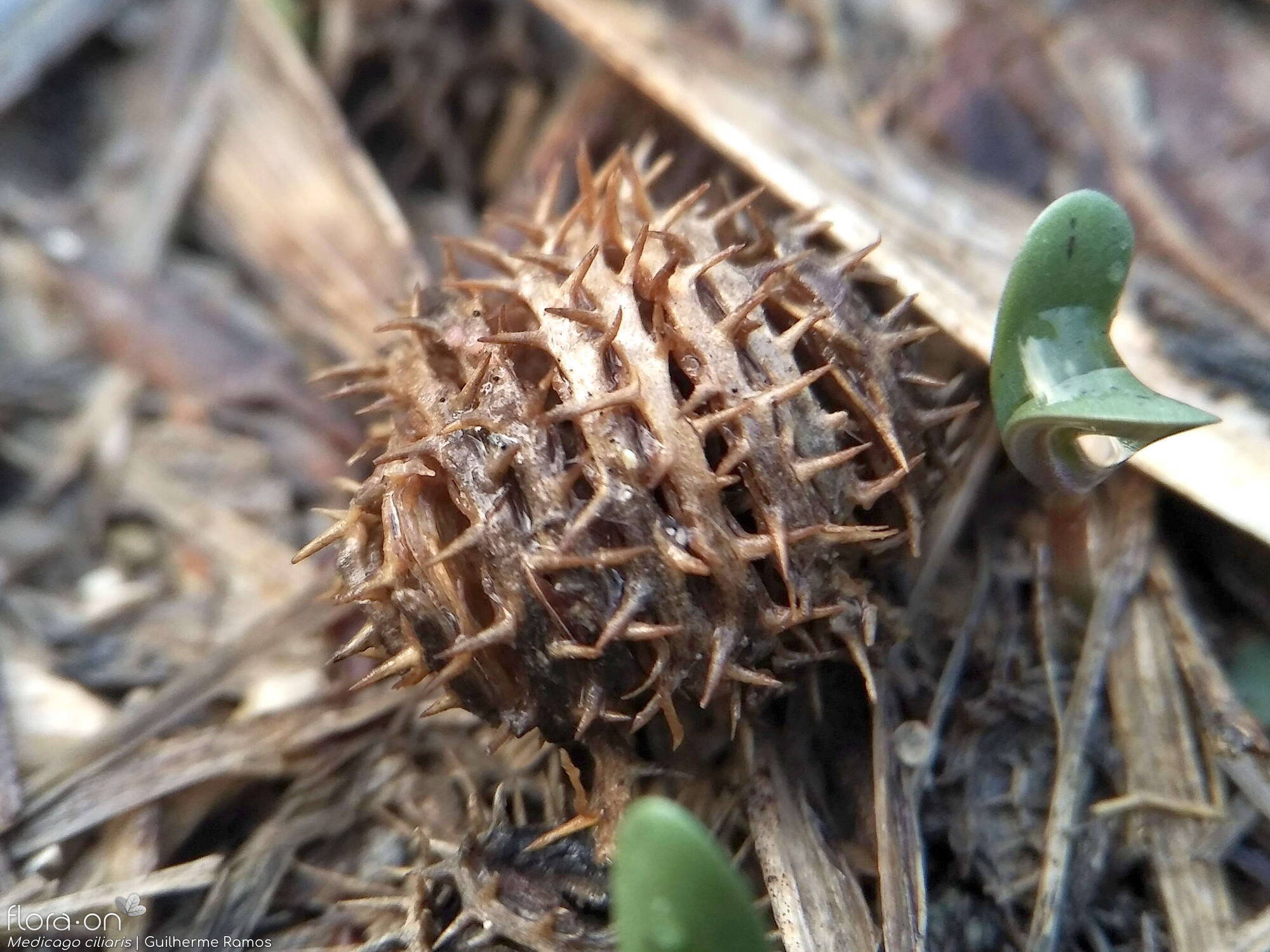 Medicago ciliaris - Fruto | Guilherme Ramos; CC BY-NC 4.0