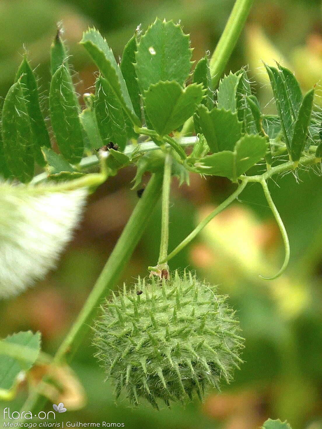 Medicago ciliaris - Fruto | Guilherme Ramos; CC BY-NC 4.0