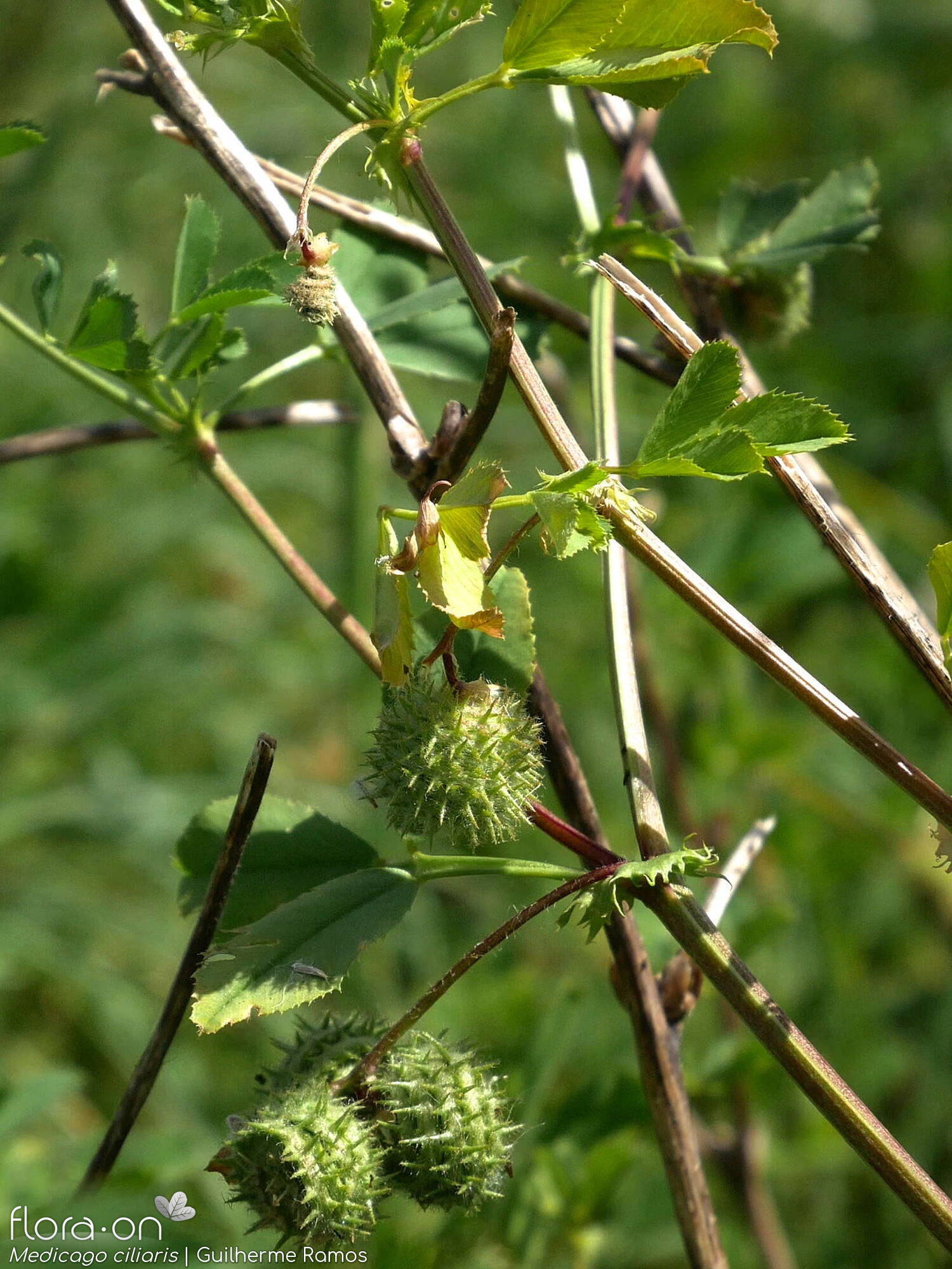 Medicago ciliaris - Hábito | Guilherme Ramos; CC BY-NC 4.0