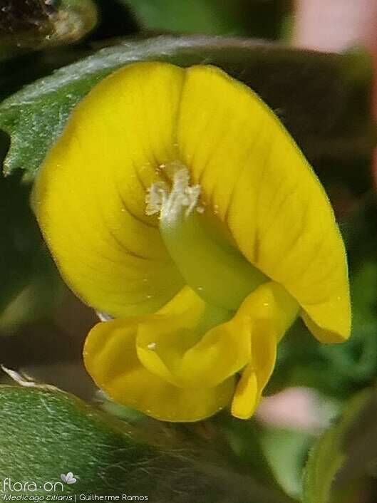 Medicago ciliaris - Flor (close-up) | Guilherme Ramos; CC BY-NC 4.0