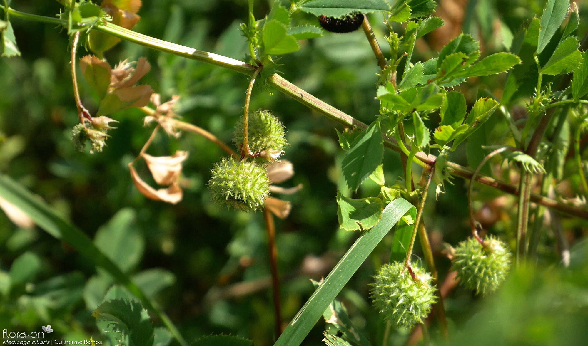 Medicago ciliaris - Fruto | Guilherme Ramos; CC BY-NC 4.0