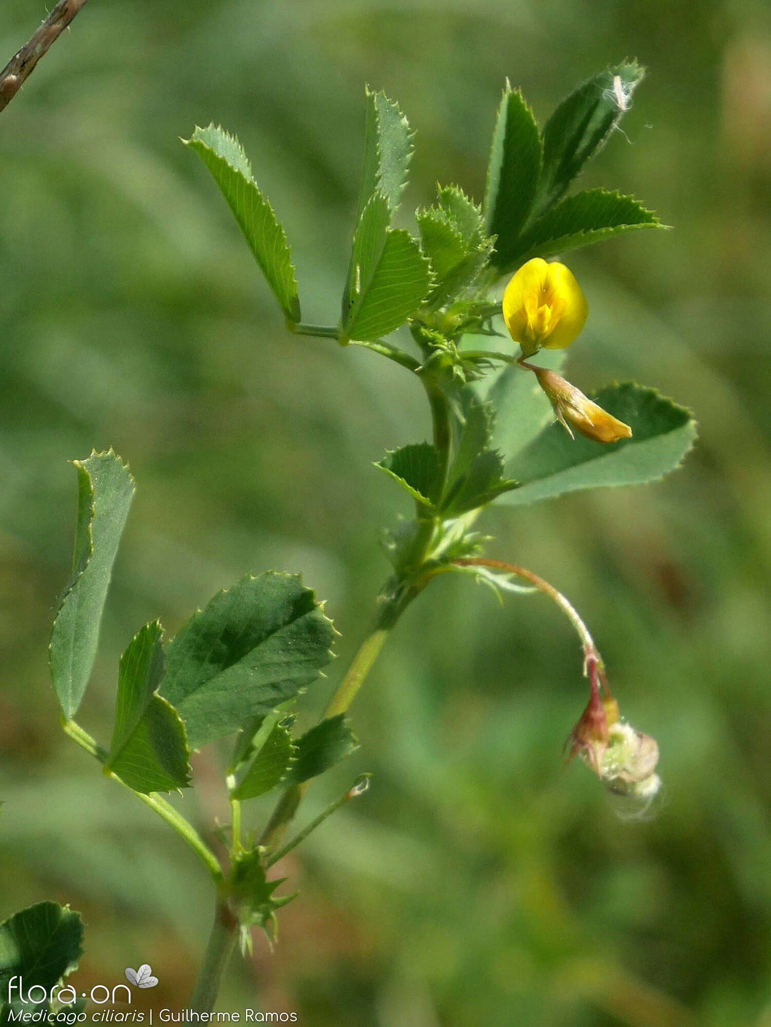 Medicago ciliaris - Flor (geral) | Guilherme Ramos; CC BY-NC 4.0