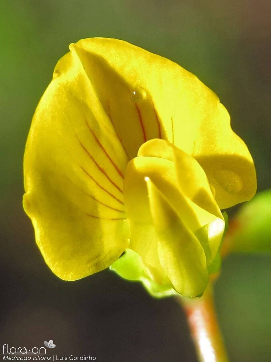 Medicago ciliaris - Flor (close-up) | Luis Gordinho; CC BY-NC 4.0