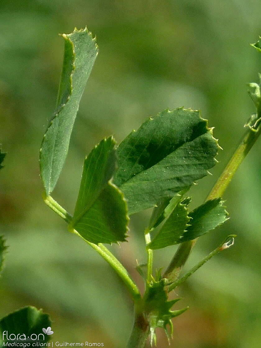 Medicago ciliaris - Folha | Guilherme Ramos; CC BY-NC 4.0