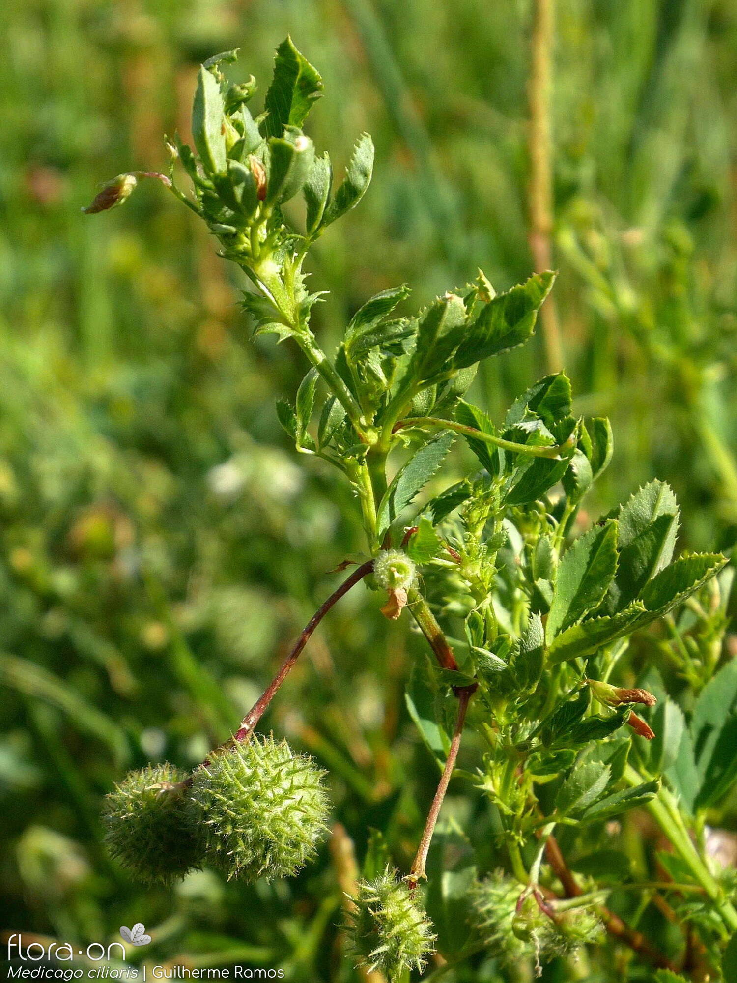 Medicago ciliaris - Hábito | Guilherme Ramos; CC BY-NC 4.0