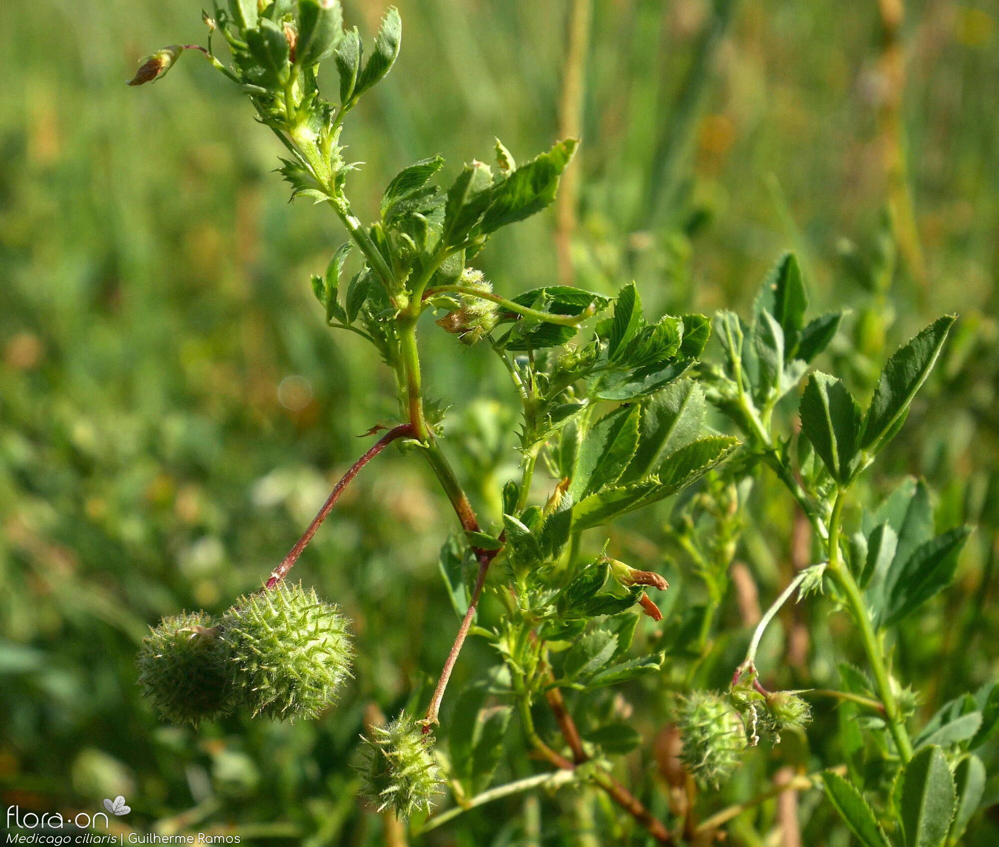 Medicago ciliaris - Hábito | Guilherme Ramos; CC BY-NC 4.0