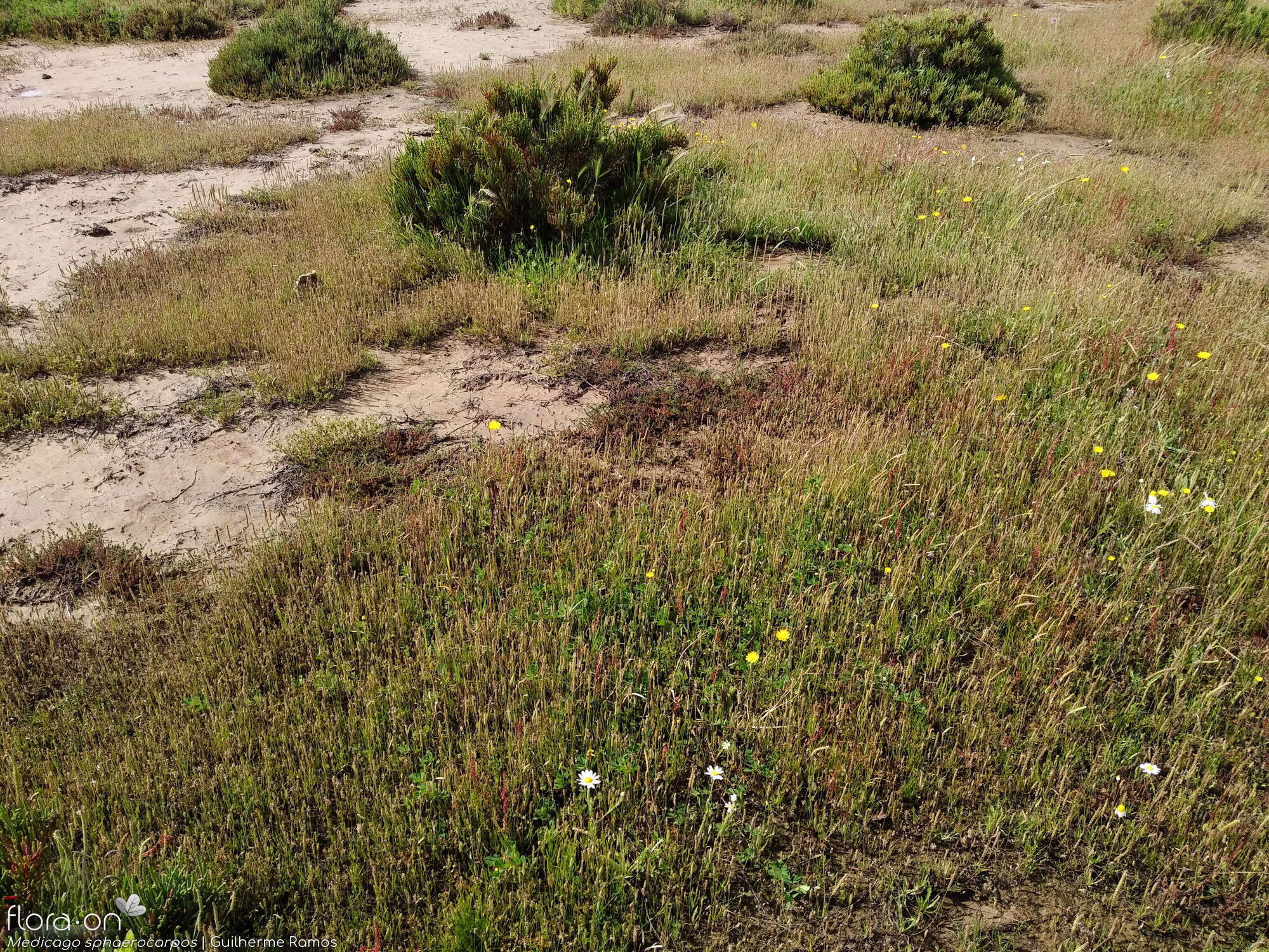 Medicago murex-(2) - Habitat | Guilherme Ramos; CC BY-NC 4.0