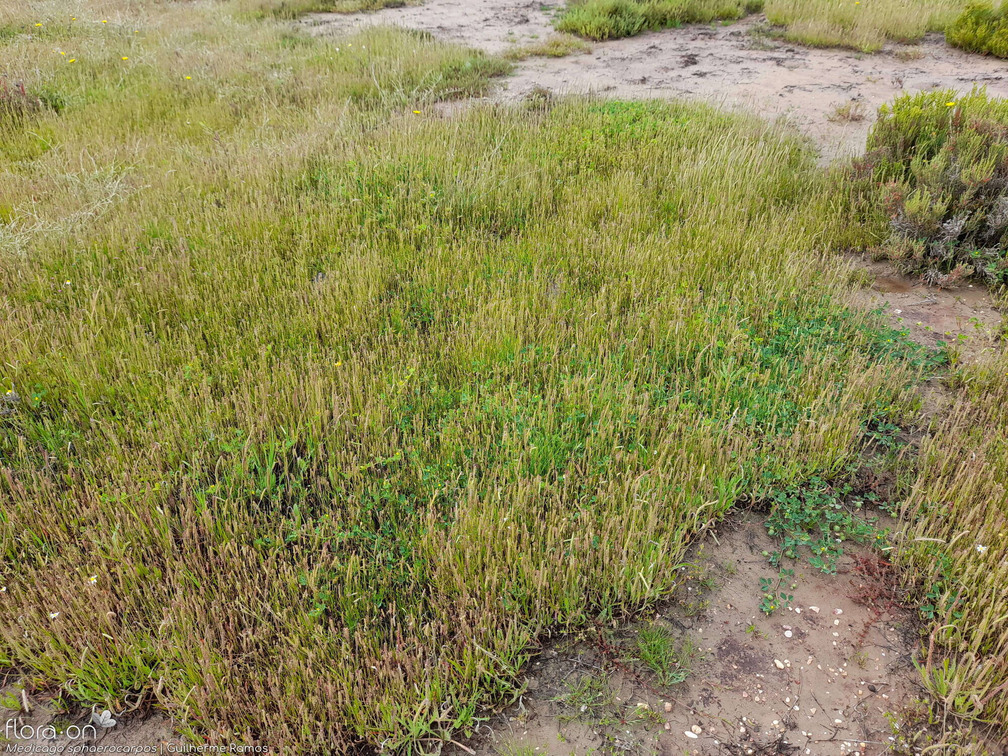 Medicago murex-(2) - Habitat | Guilherme Ramos; CC BY-NC 4.0