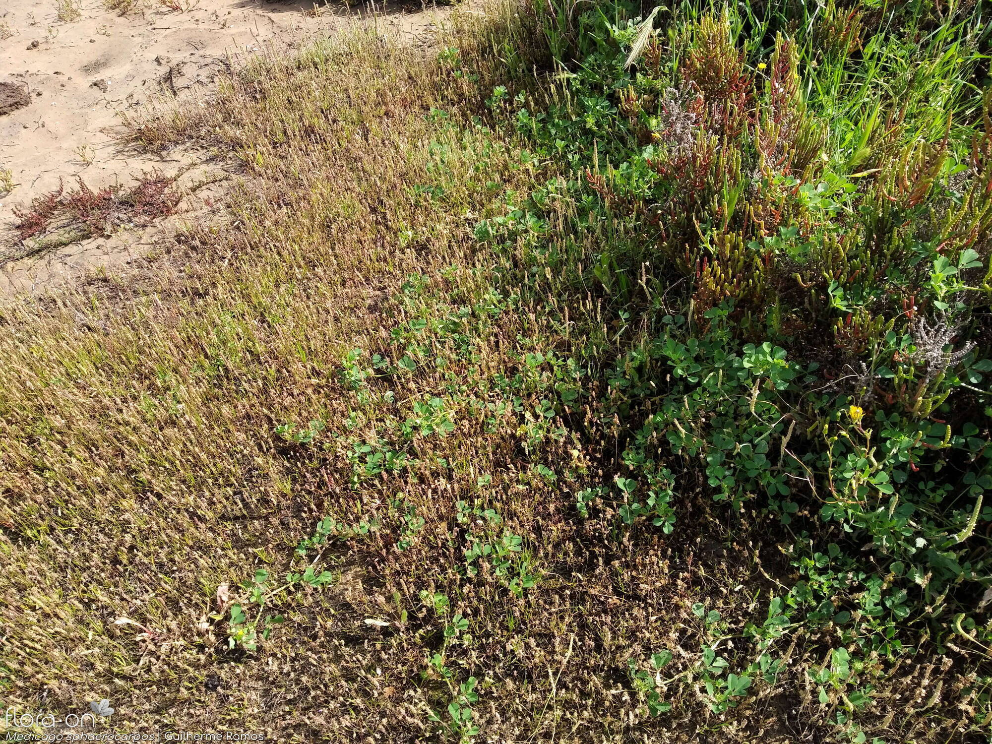 Medicago murex-(2) - Habitat | Guilherme Ramos; CC BY-NC 4.0