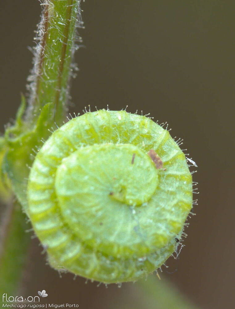 Medicago rugosa