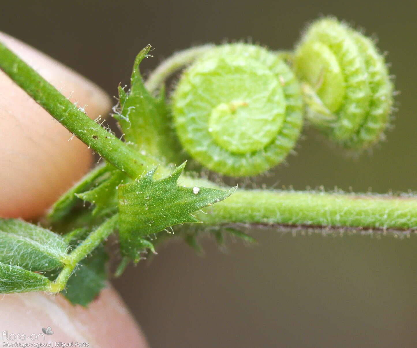 Medicago rugosa - Caule | Miguel Porto; CC BY-NC 4.0