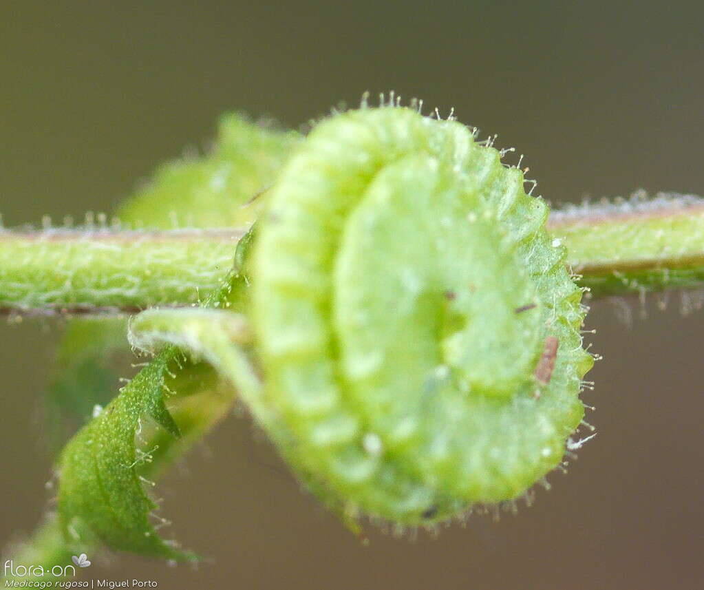 Medicago rugosa - Fruto | Miguel Porto; CC BY-NC 4.0