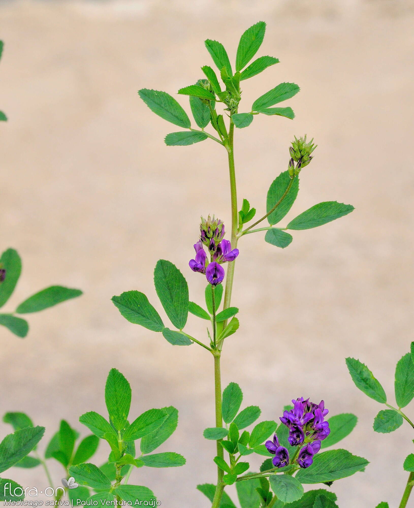Medicago sativa - Hábito | Paulo Ventura Araújo; CC BY-NC 4.0