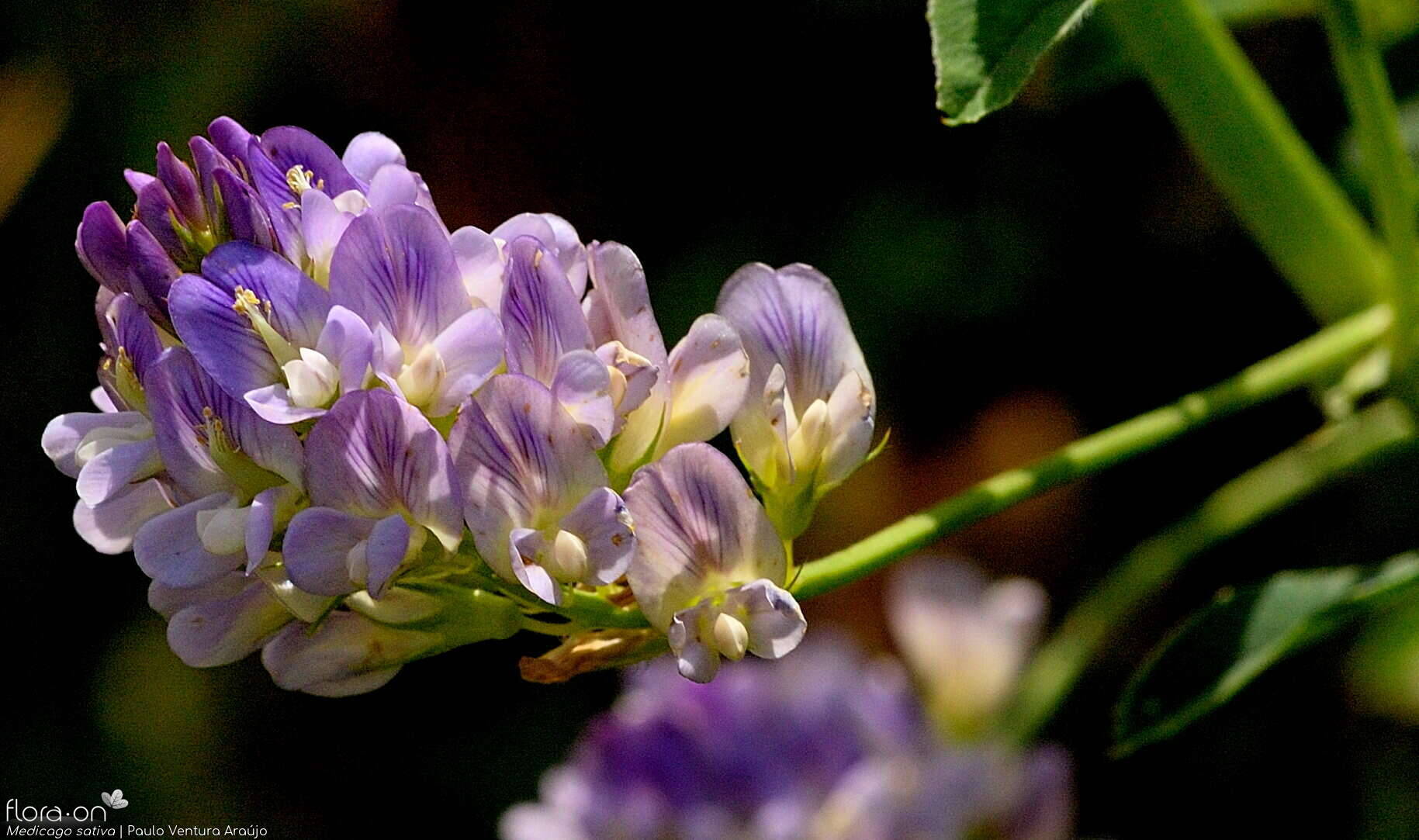Medicago sativa - Flor (close-up) | Paulo Ventura Araújo; CC BY-NC 4.0