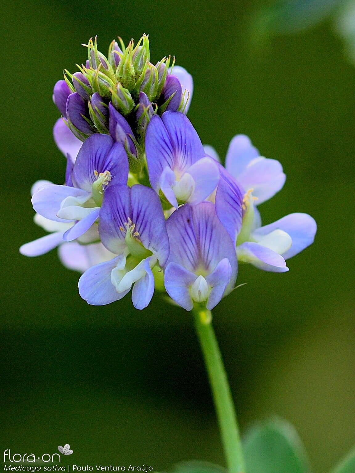 Medicago sativa - Flor (geral) | Paulo Ventura Araújo; CC BY-NC 4.0
