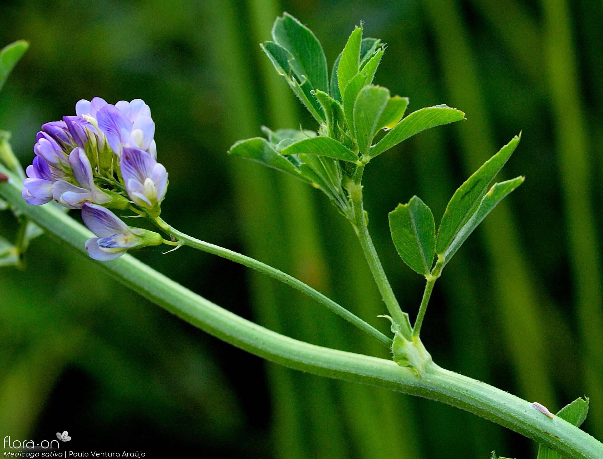 Medicago sativa - Flor (geral) | Paulo Ventura Araújo; CC BY-NC 4.0