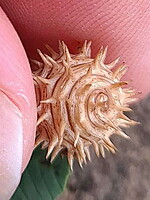 Medicago sphaerocarpos