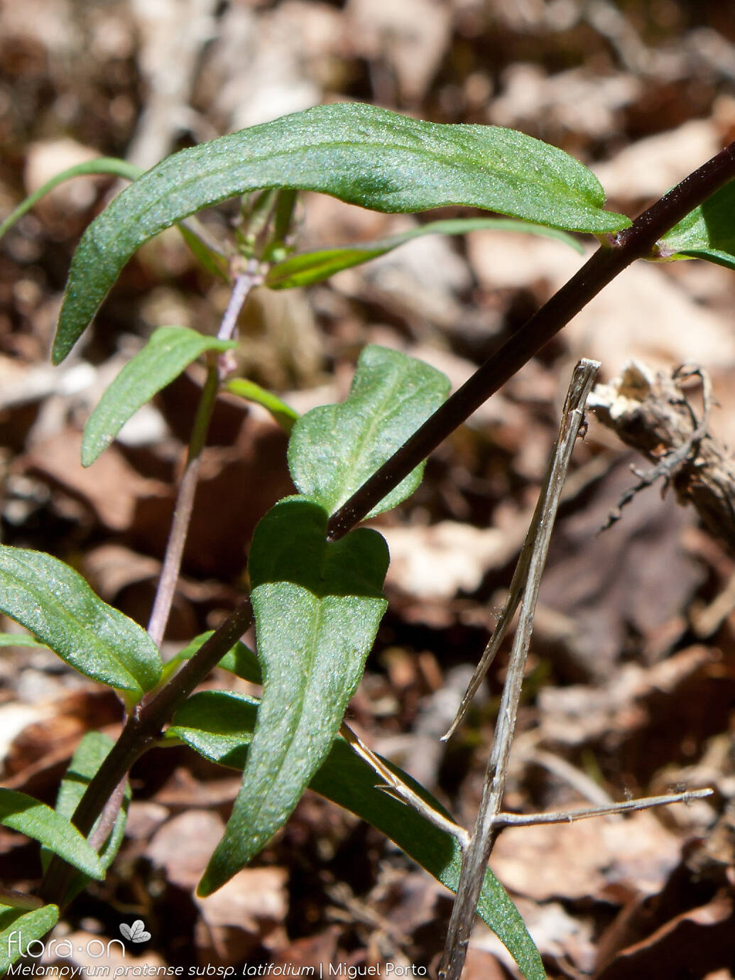 Melampyrum pratense latifolium - Folha | Miguel Porto; CC BY-NC 4.0