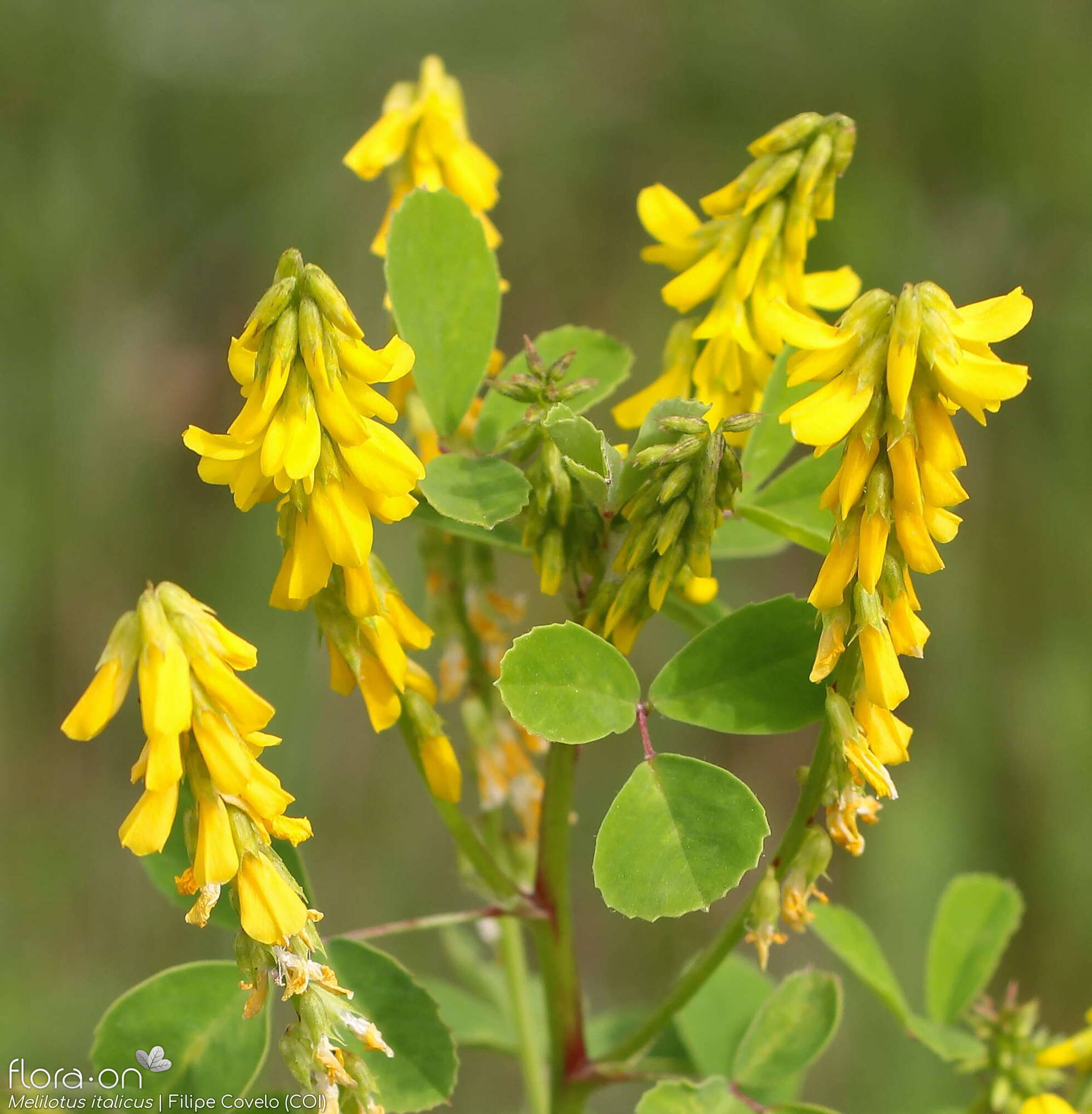 Melilotus italicus - Flor (geral) | Filipe Covelo; CC BY-NC 4.0