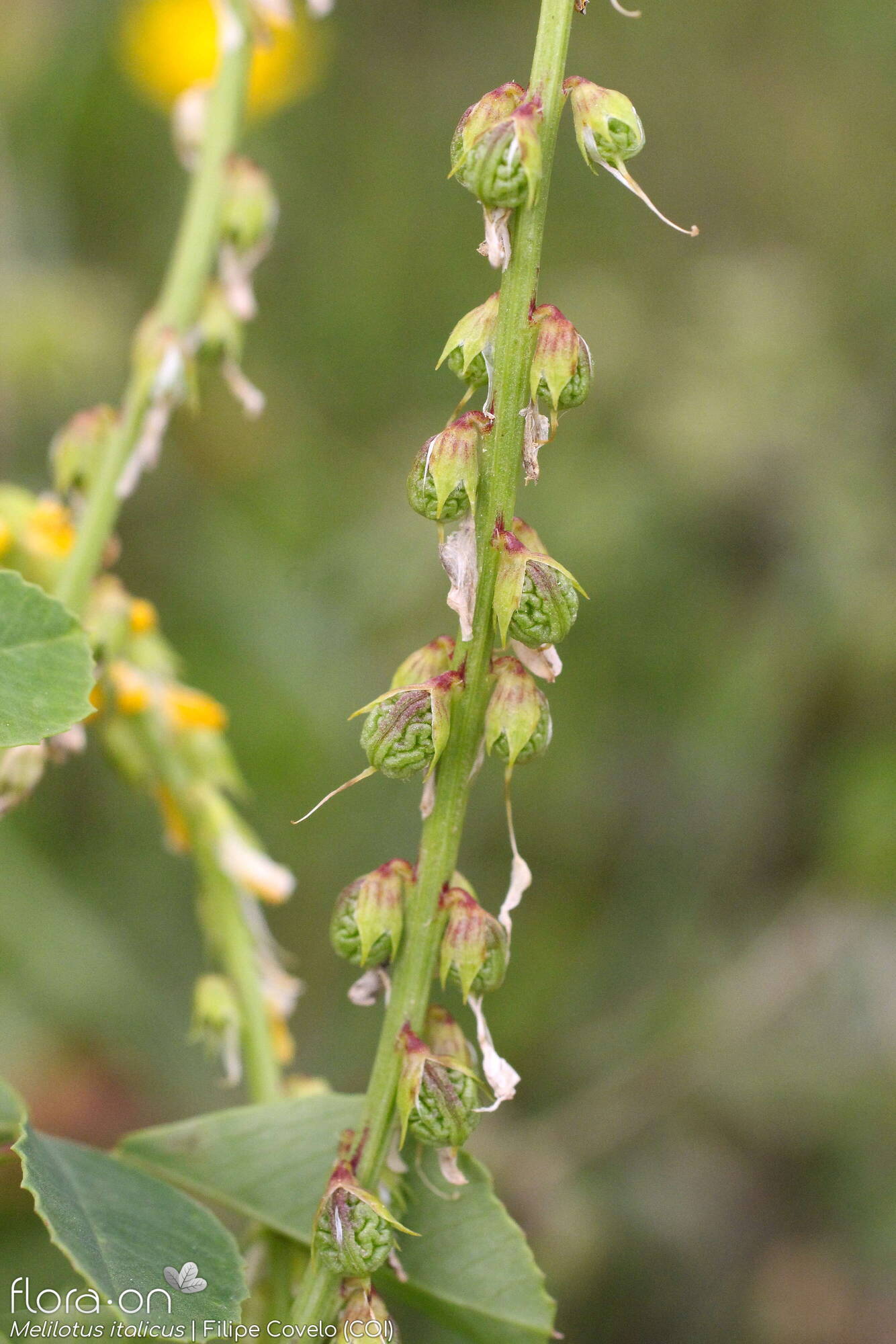 Melilotus italicus - Fruto | Filipe Covelo; CC BY-NC 4.0