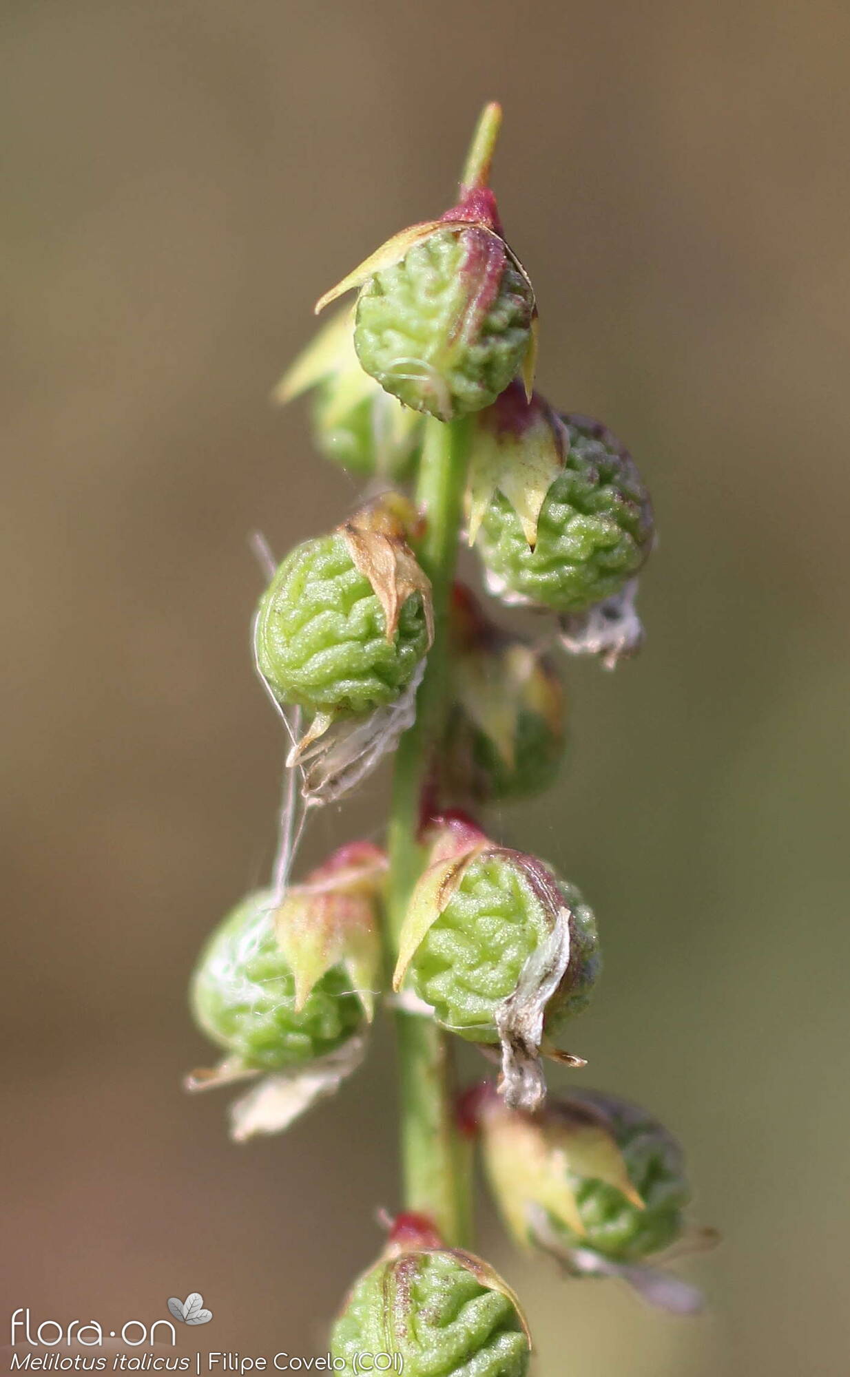 Melilotus italicus - Fruto | Filipe Covelo; CC BY-NC 4.0