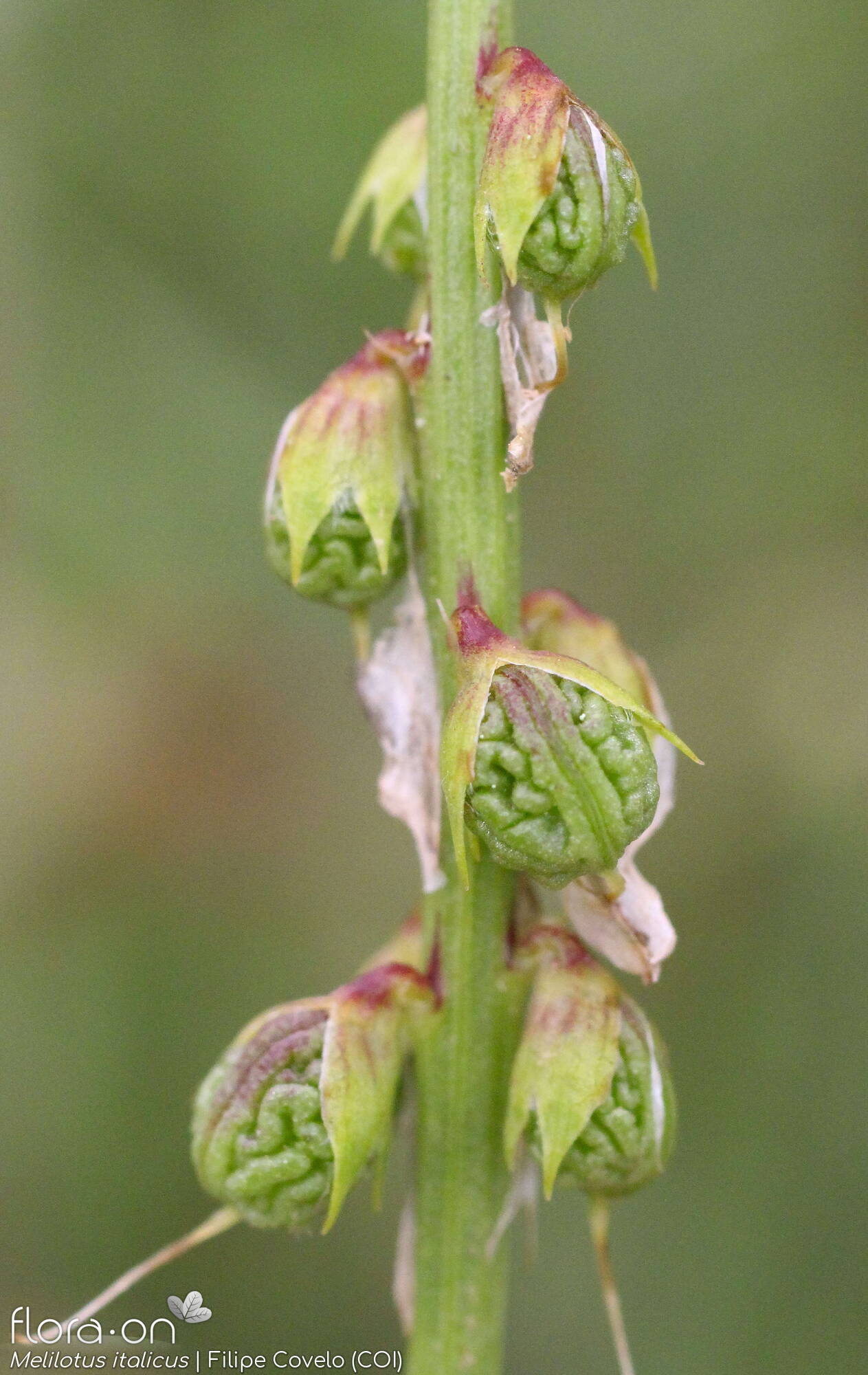 Melilotus italicus - Fruto | Filipe Covelo; CC BY-NC 4.0