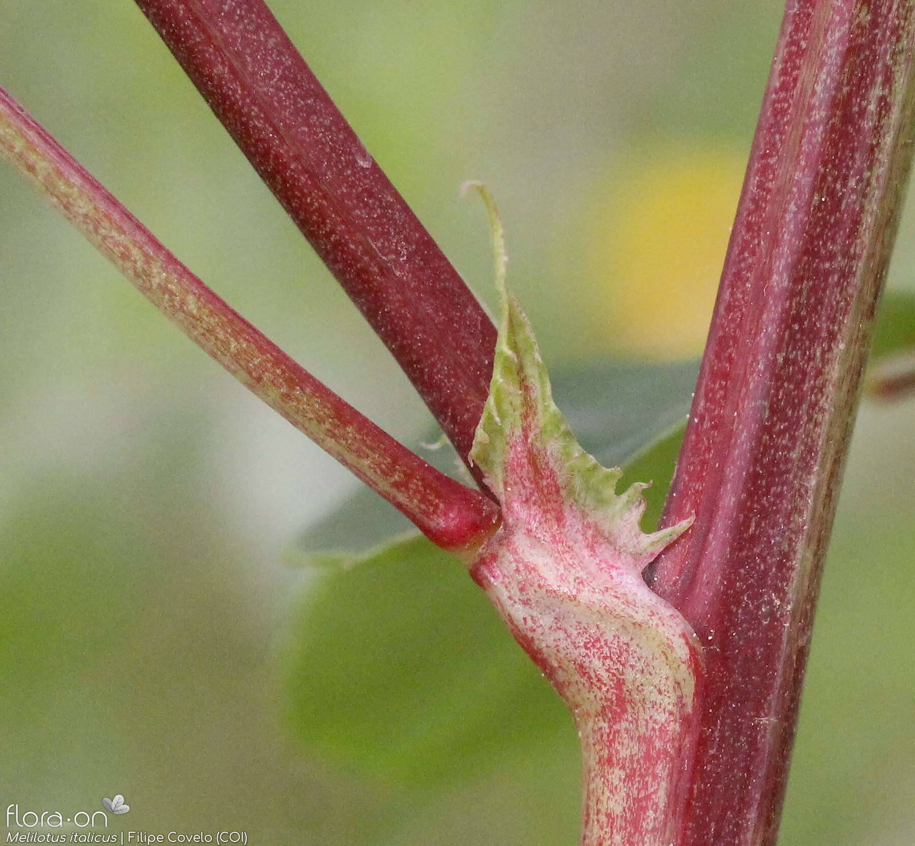 Melilotus italicus - Estípulas | Filipe Covelo; CC BY-NC 4.0