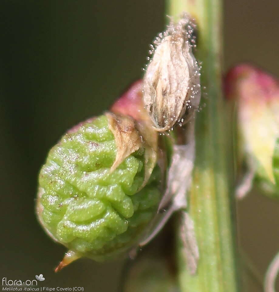 Melilotus italicus - Fruto | Filipe Covelo; CC BY-NC 4.0