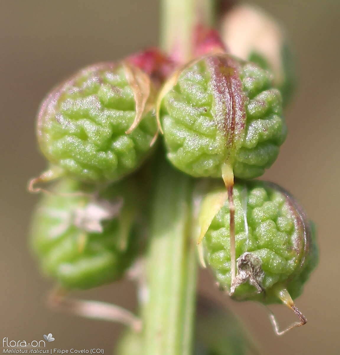 Melilotus italicus - Fruto | Filipe Covelo; CC BY-NC 4.0