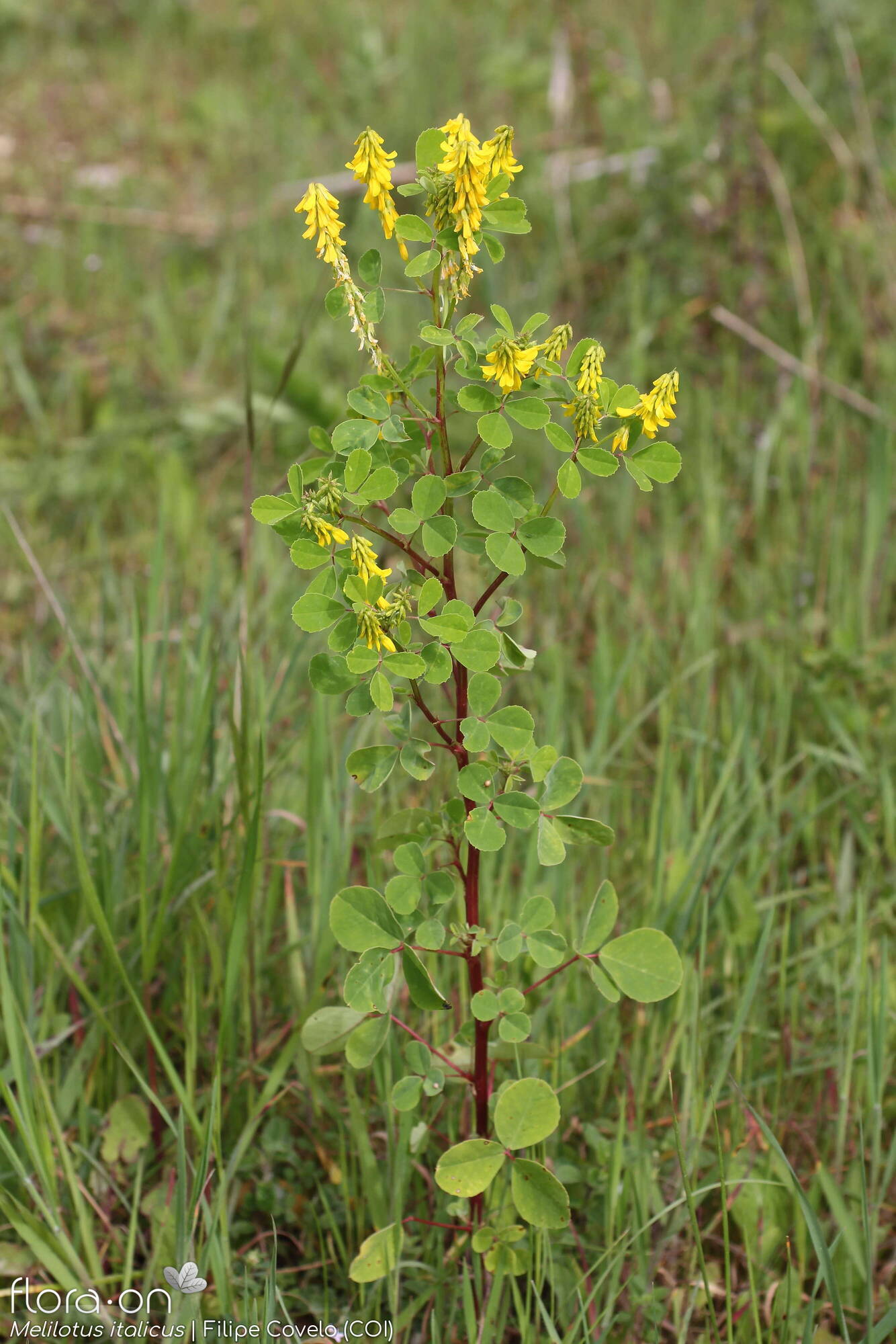 Melilotus italicus - Hábito | Filipe Covelo; CC BY-NC 4.0