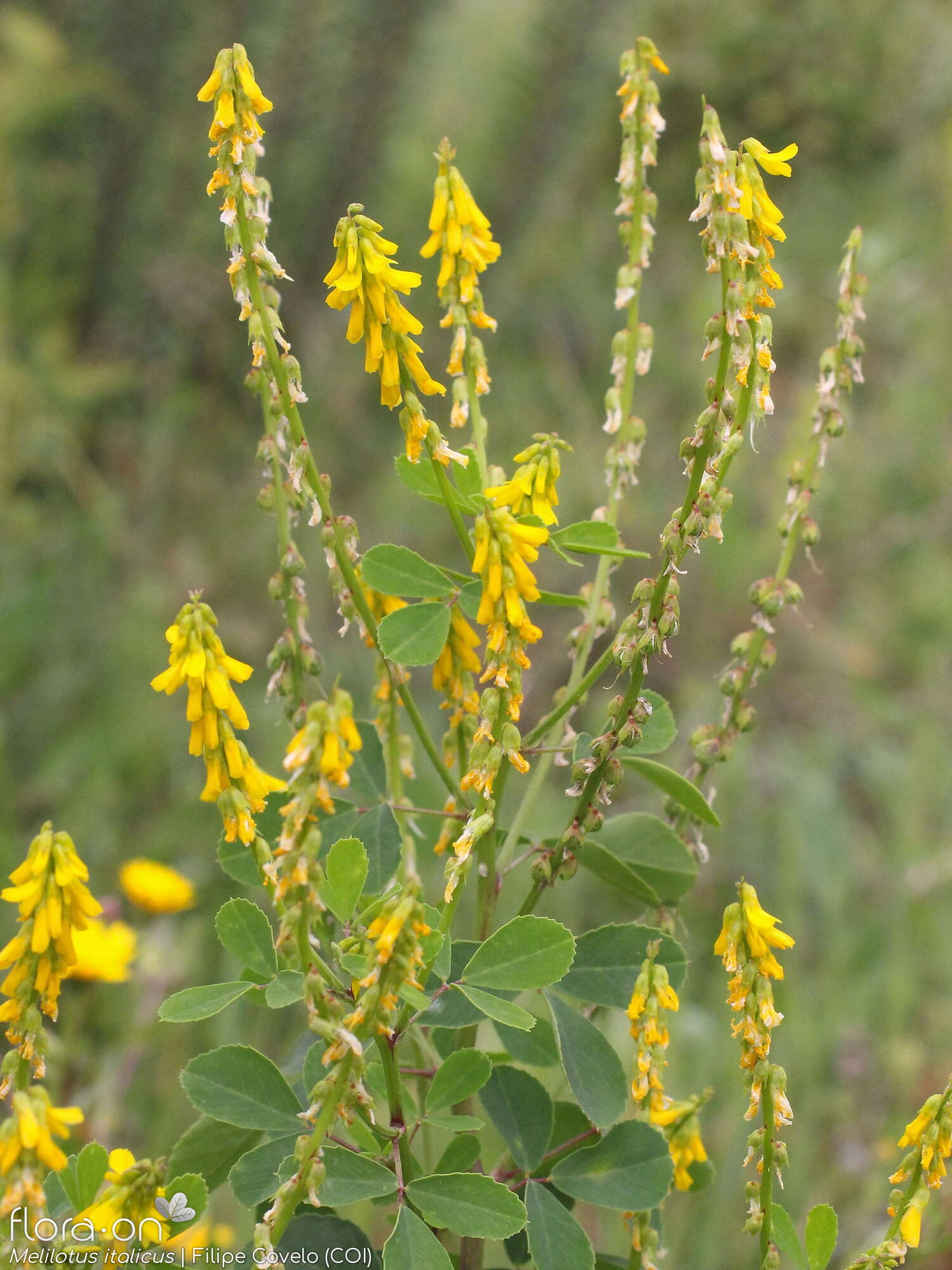 Melilotus italicus - Flor (geral) | Filipe Covelo; CC BY-NC 4.0