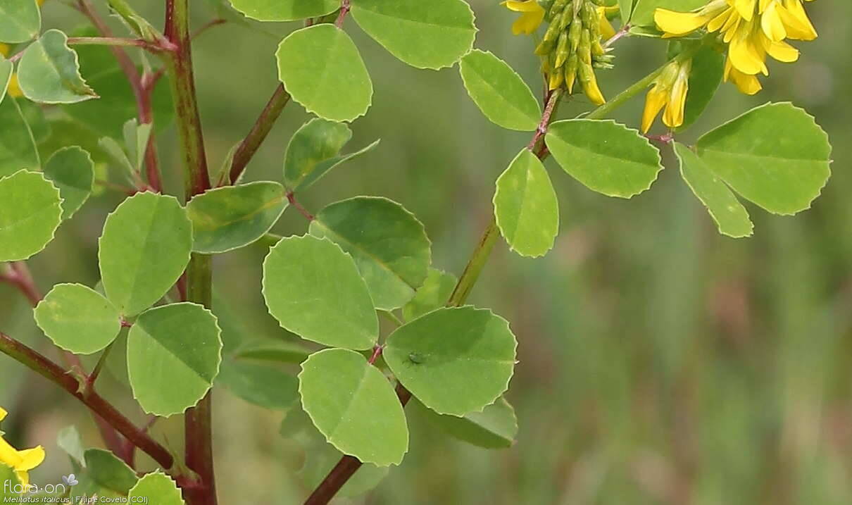 Melilotus italicus - Folha | Filipe Covelo; CC BY-NC 4.0