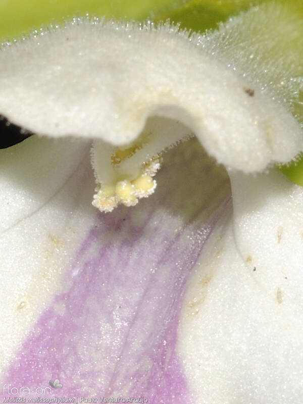 Melittis melissophyllum - Estruturas reprodutoras | Paulo Ventura Araújo; CC BY-NC 4.0