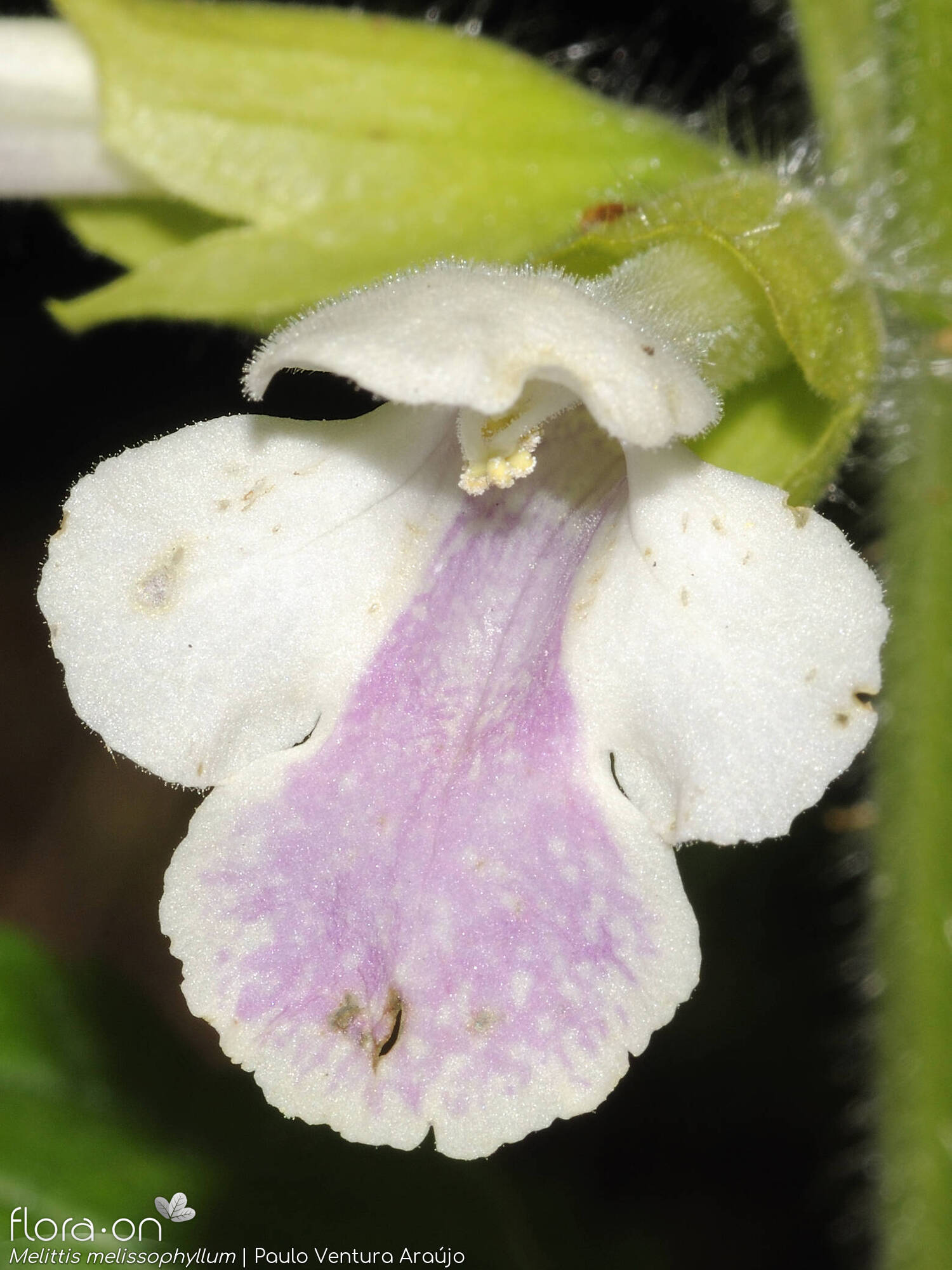 Melittis melissophyllum - Flor (close-up) | Paulo Ventura Araújo; CC BY-NC 4.0
