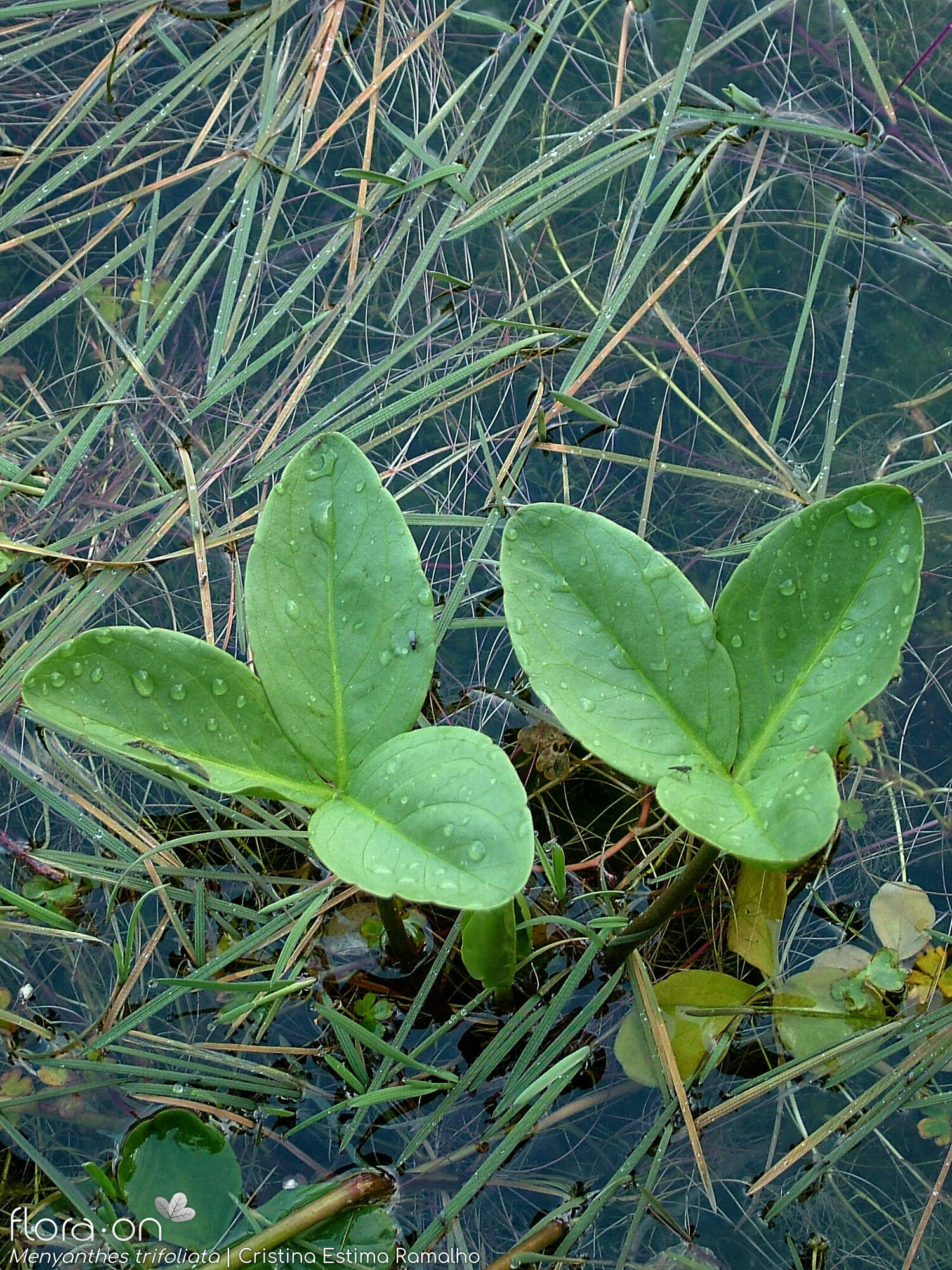 Menyanthes trifoliata - Folha | Cristina Estima Ramalho; CC BY-NC 4.0