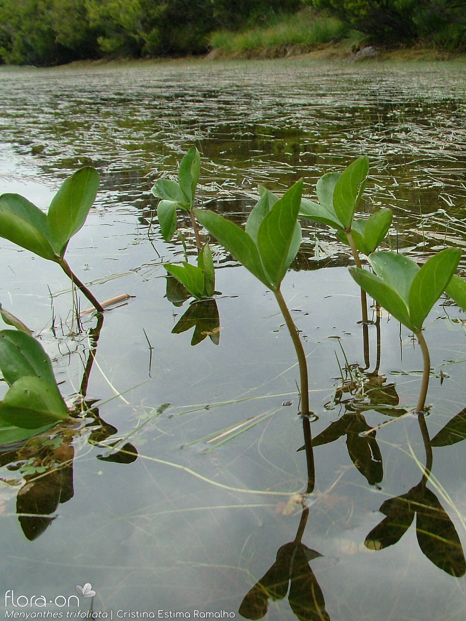 Menyanthes trifoliata - Folha (geral) | Cristina Estima Ramalho; CC BY-NC 4.0