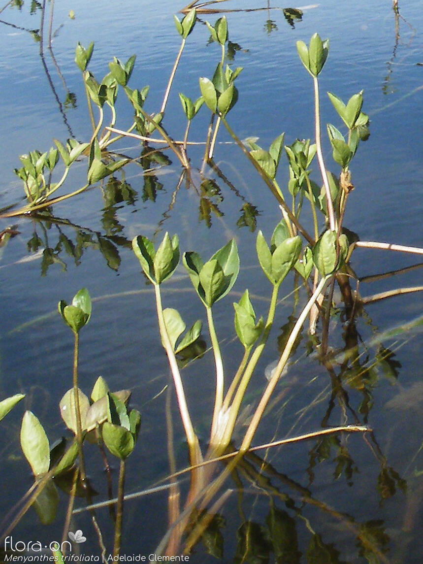 Menyanthes trifoliata - Hábito | Adelaide Clemente; CC BY-NC 4.0