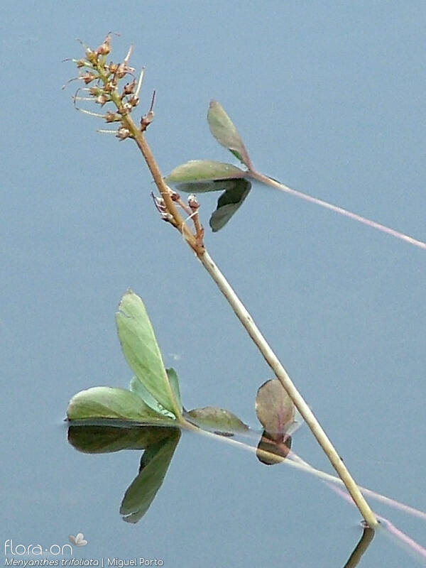 Menyanthes trifoliata - Fruto | Miguel Porto; CC BY-NC 4.0