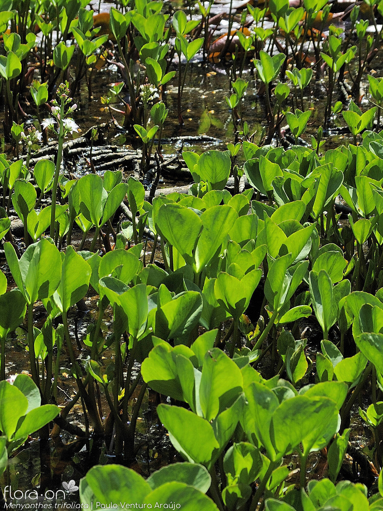 Menyanthes trifoliata - Hábito | Paulo Ventura Araújo; CC BY-NC 4.0