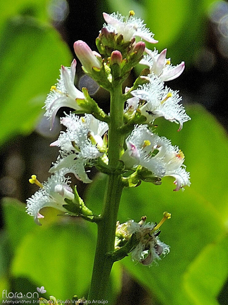 Menyanthes trifoliata - Flor (geral) | Paulo Ventura Araújo; CC BY-NC 4.0